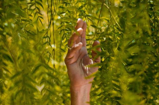 Hand touching foliage